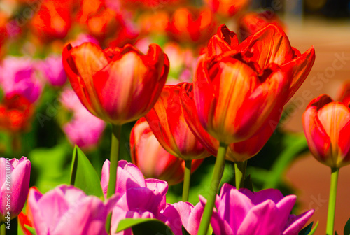 Wallpaper Mural tulpis blooming in the summer Torontodigital.ca