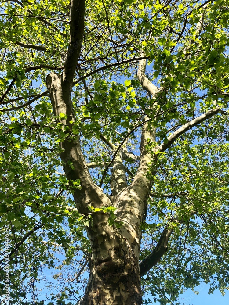 Fototapeta premium From below photo of tree branches