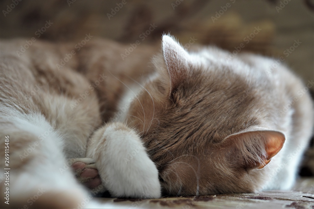 cat sleeping on a sofa