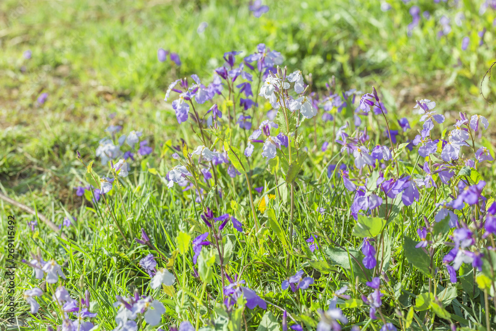 Fototapeta premium Spring outdoors, blooming purple February orchids and green leaves,Orychophragmus violaceus