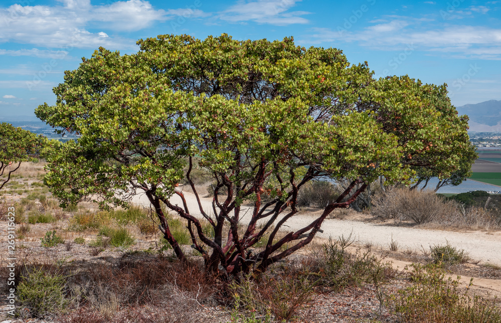 Monterey Manzanita trees (Arctostaphylos hookeri) are common at the Fort Ord National Monument, in Salinas, California, in (Monterey County).