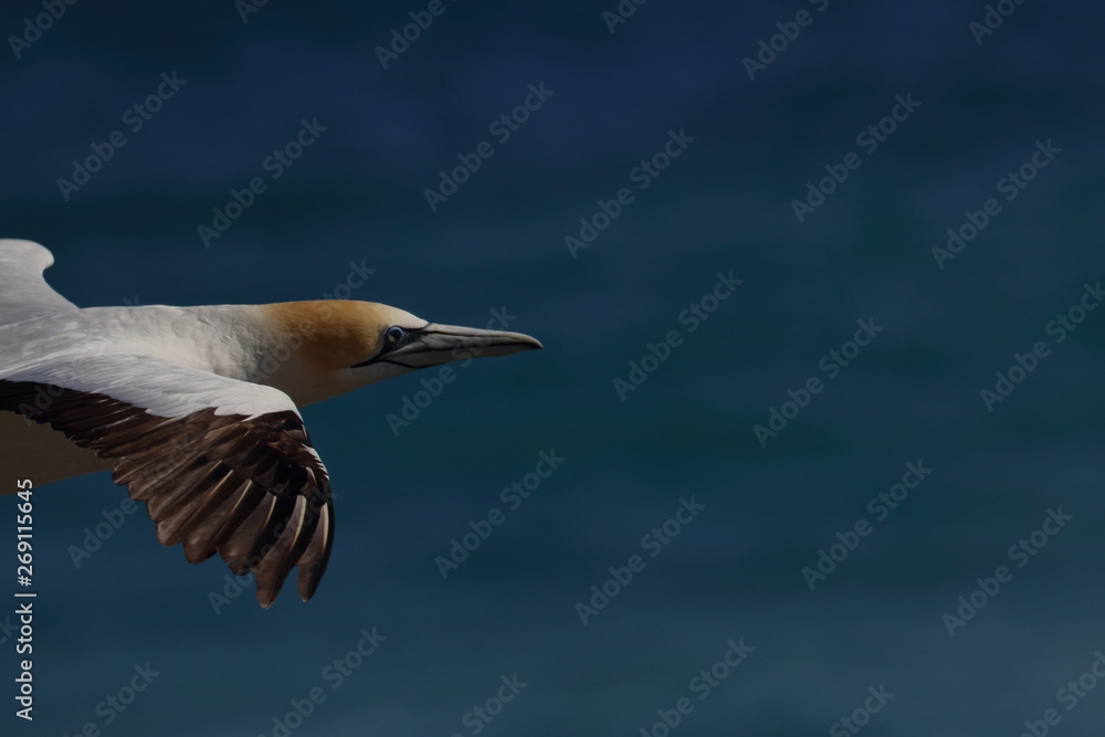 Obraz premium australasian gannet