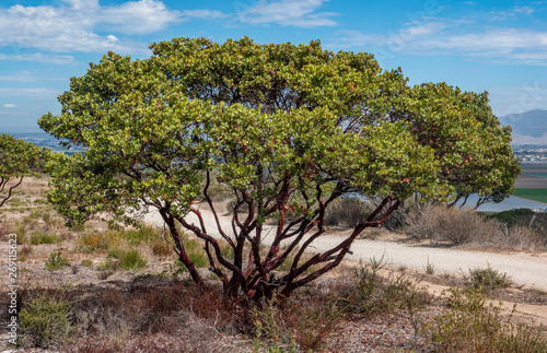Monterey Manzanita trees (Arctostaphylos hookeri) are common at the Fort Ord National Monument, in Salinas, California, in (Monterey County).