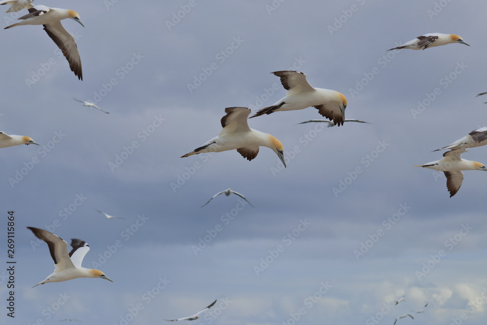 australasian gannet