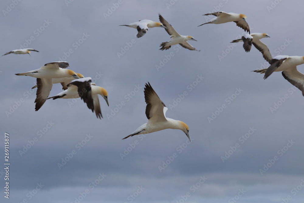 australasian gannet