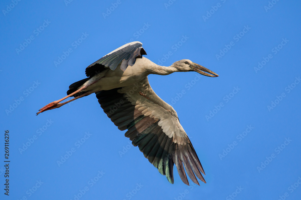 Fototapeta premium Image of an Asian openbill stork(Anastomus oscitans) flying in the sky. Bird, Wild Animals.
