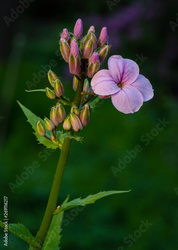 pink flower photo