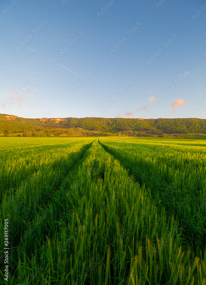 Campos de trigo en el país vasco