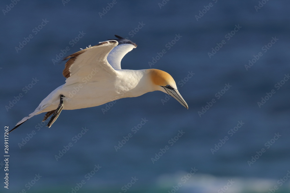 australasian gannet