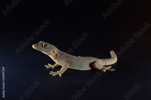 Lizard on Black background,  Common house gecko, silhouette lizard  © Raj