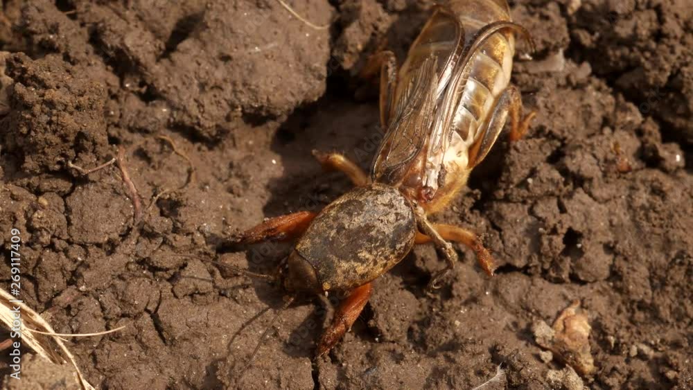 Large insect crawls on ground. Poisoned Gryllotalpidae are trapped. Methods of dealing with harmful insects. Macro shooting Large insect crawls on ground. Poisoned Gryllotalpidae are trapped. Methods of dealing with harmful insects. Macro shooting