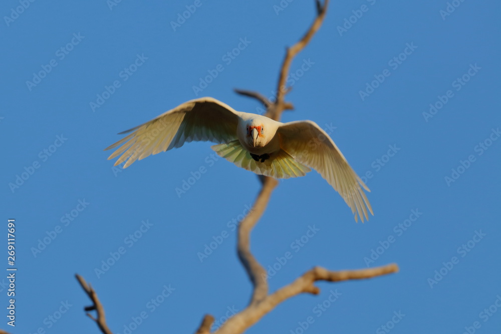 Fototapeta premium short billed corella