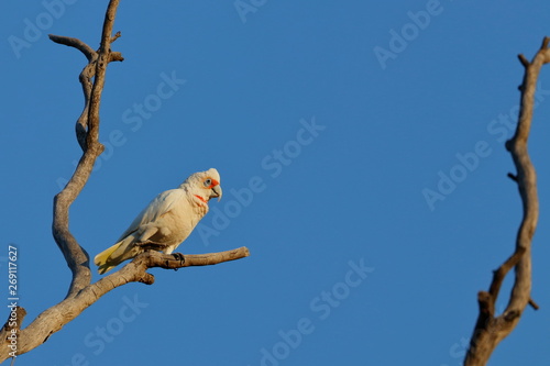 long billed corella photo