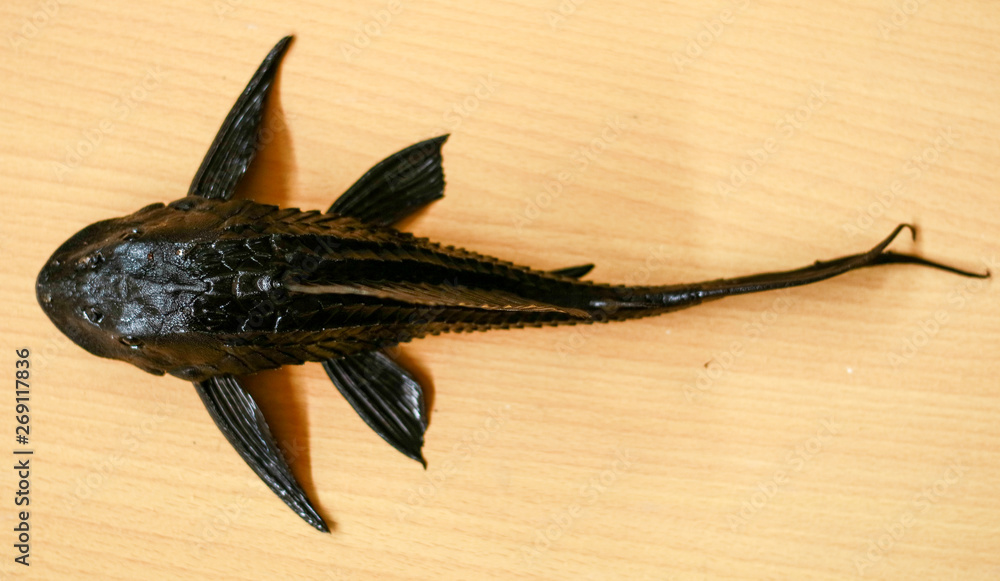 Sucker-mouth catfish (Hypostomus plecostomus) on wood background. Sucker-mouth catfish (Hypostomus plecostomus) on wood background.