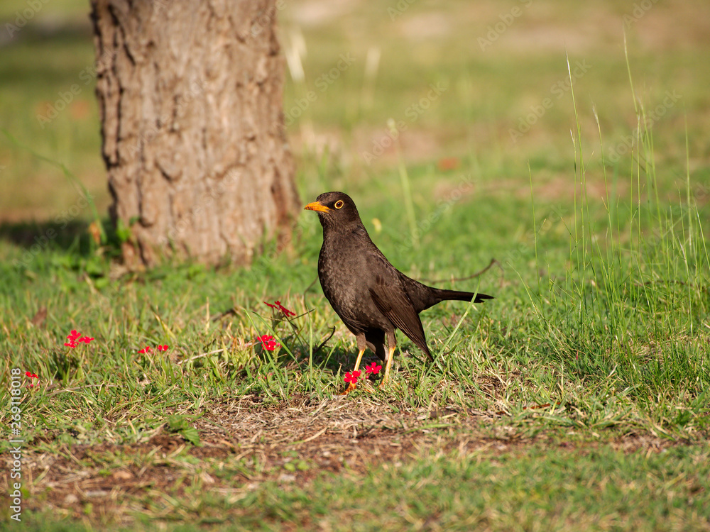 A Glossy-black thrush (turdus serranus) and red verbena (vervain) flowers in Villa de Merlo, San Luis, Argentina. A Glossy-black thrush (turdus serranus) and red verbena (vervain) flowers in Villa de Merlo, San Luis, Argentina.