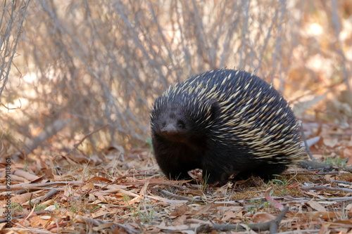 echidna