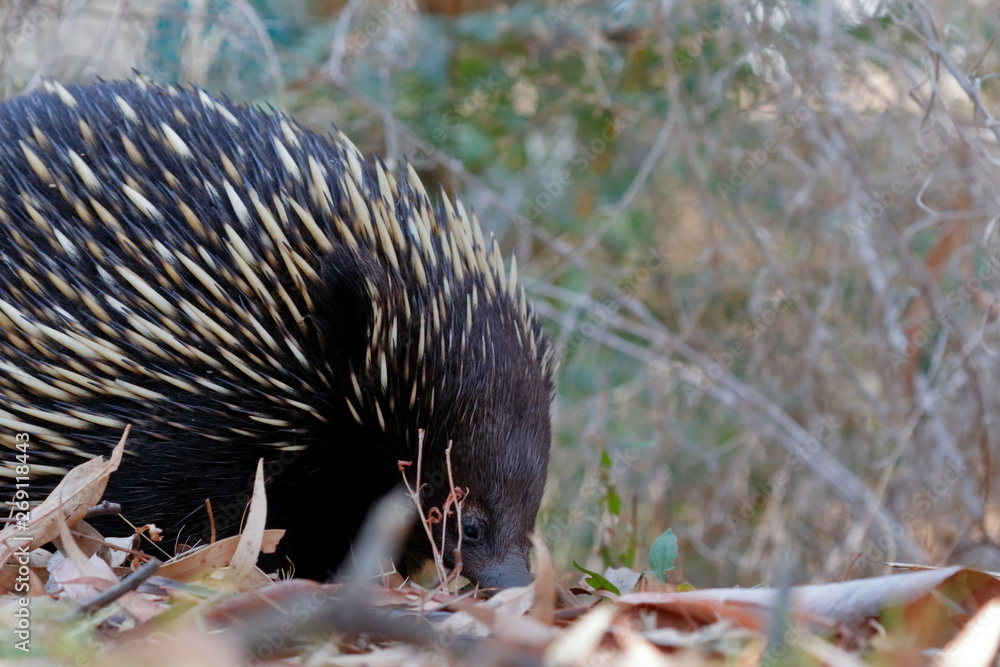 Fototapeta premium echidna