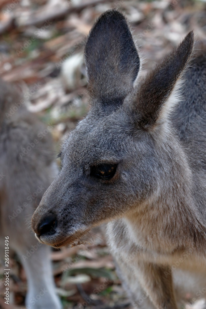 Fototapeta premium kangaroo