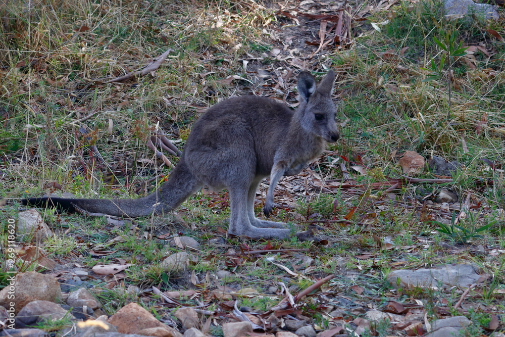 kangaroo