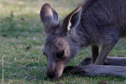 kangaroo © Thomas