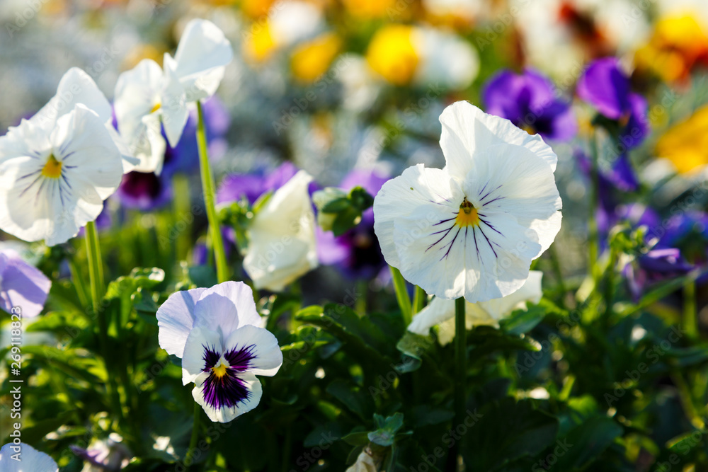 Closeup of colorful blossom pansy flowers in the park. Pansies are plants cultivated for garden. Summer, flowers background Closeup of colorful blossom pansy flowers in the park. Pansies are plants cultivated for garden. Summer, flowers background