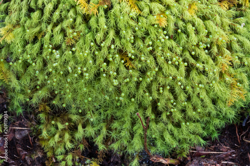 Clump of moss closeup