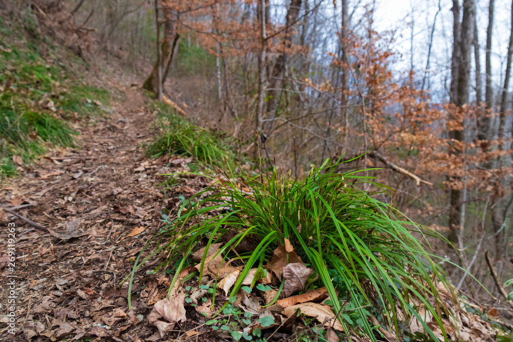 Clump of grass with long slender blades on the forest floor along a trail, close-up Clump of grass with long slender blades on the forest floor along a trail, close-up