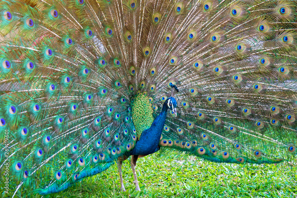 Fototapeta premium Peacock with feather detail, peacock wallpaper