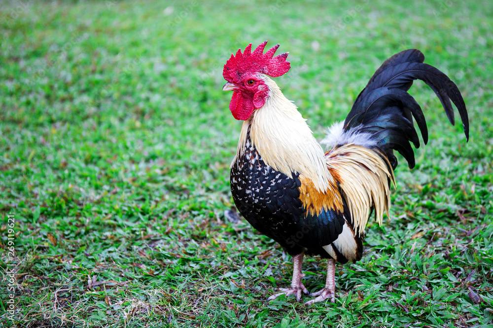 Red chicken hen outside walking in a backyard Red chicken hen outside walking in a backyard