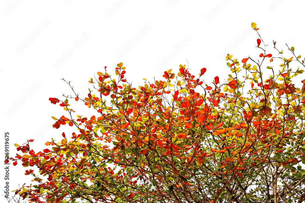 Leaves and branches of the Malabar tree on white background