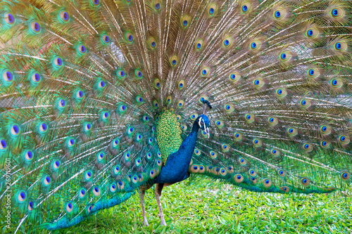 Peacock with feather detail, peacock wallpaper