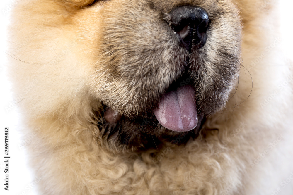 fluffy chow-chow puppy(40 day) fluffy chow-chow puppy(40 day)