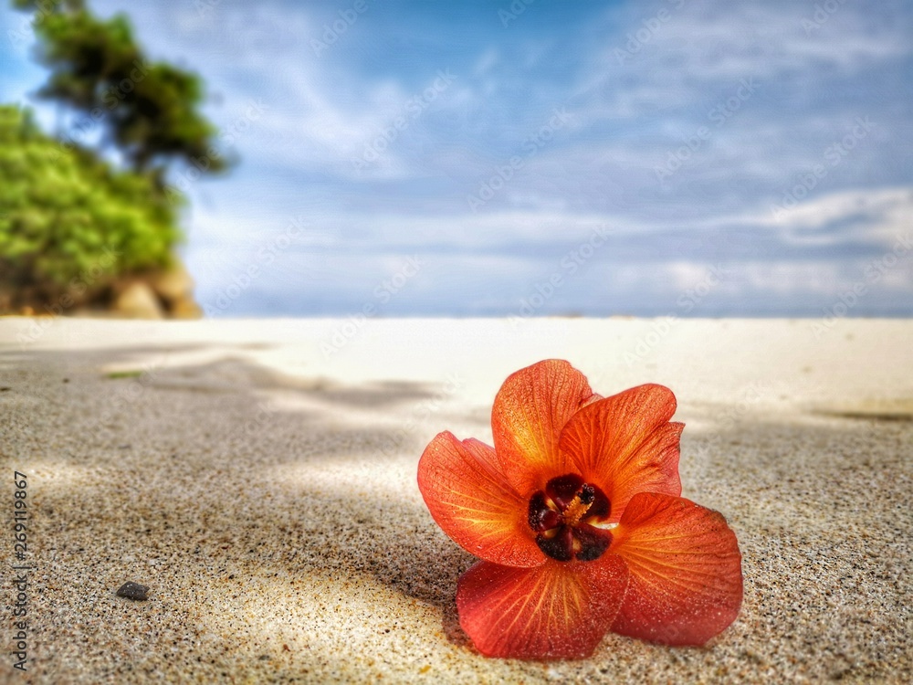 Closeup with a blooming red flower and tiny rock on the beach. Closeup with a blooming red flower and tiny rock on the beach.