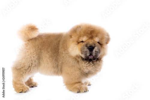 fluffy chow-chow puppy(40 day)