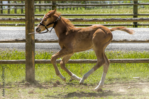 Colt runs by a wooden fence.