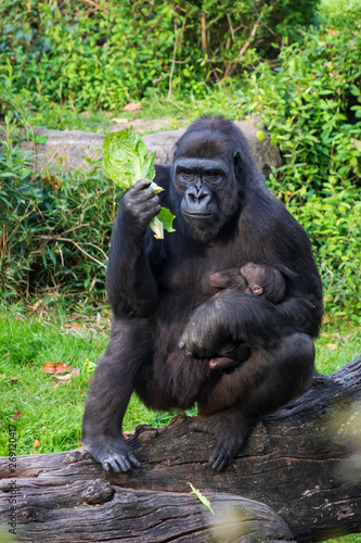 Gorilla holding gorilla baby