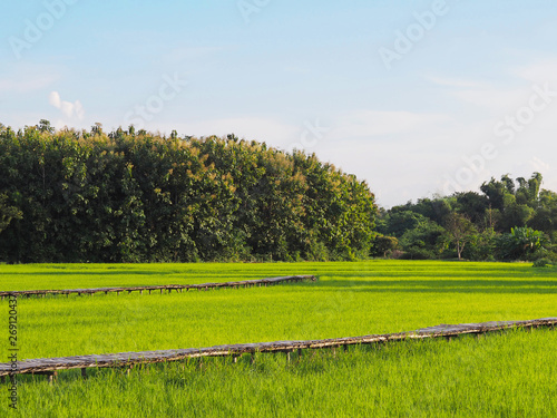 green rice field and wooden pathway