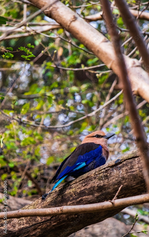 Blue-bellied roller sitting on a tree branch Blue-bellied roller sitting on a tree branch