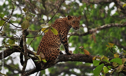 Leopard on Tree Nagarahole National Park 