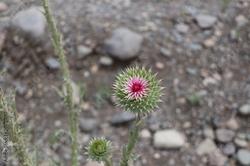 flower in garden