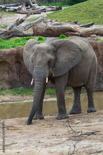 Young elephant with short tusks