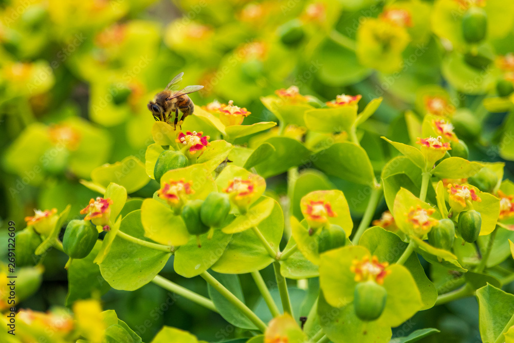Obraz premium Bee collecting pollen on yellow and red flowers, closeup