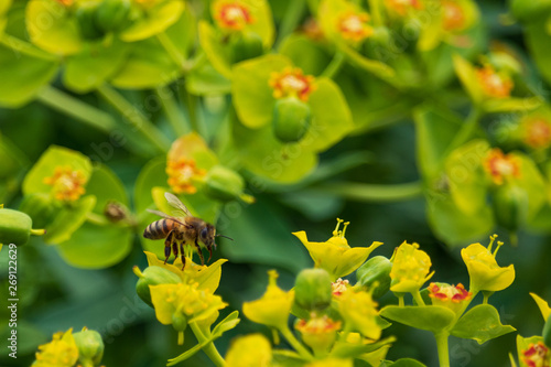 Bee collecting pollen on yellow and red flowers, closeup
