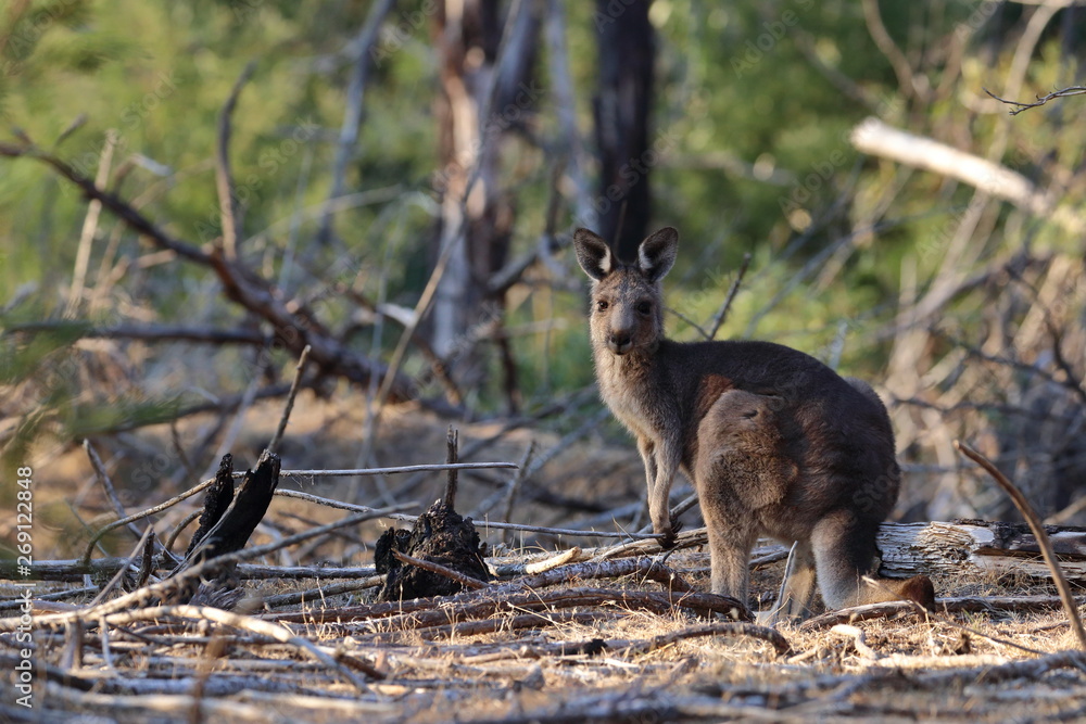 wallaby wallaby
