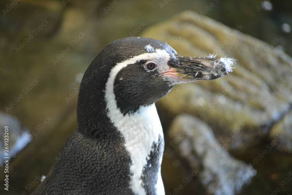 Naklejka premium Penguin