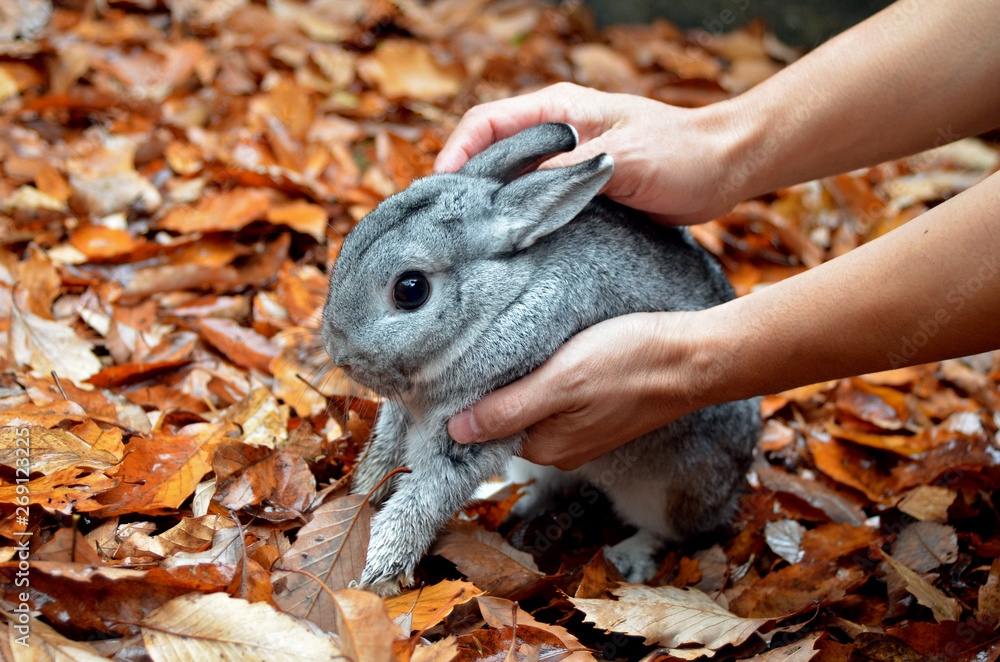 うさぎ かわいい もふもふ ふわふわ ペット ふれあい ノウサギ 野生動物 ワイルド Stock Photo Adobe Stock