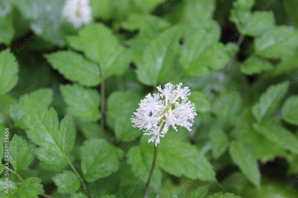 White baneberry, also known as doll's eyes. at St. Paul Woods in Morton Grove, Illinois White baneberry, also known as doll's eyes. at St. Paul Woods in Morton Grove, Illinois
