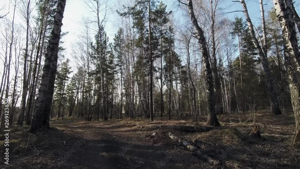 Pine-birch forest with a narrow dirt road