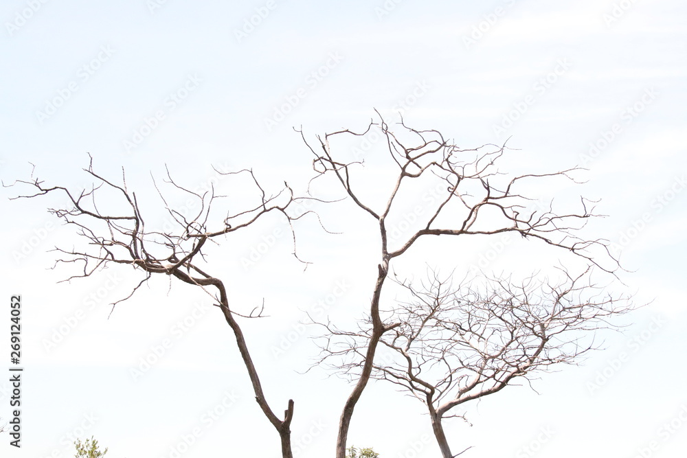 silhouette of a tree cerrado