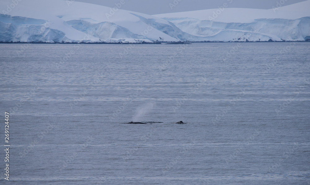 Antarctic glacier and whale